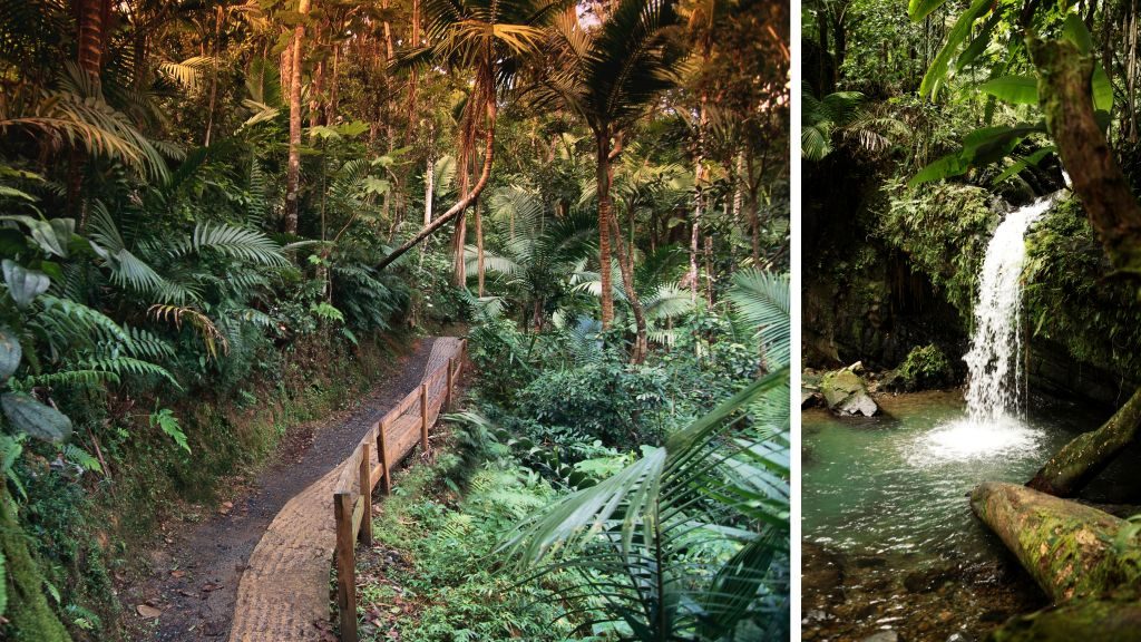 Trail in El Yunque Rainforest