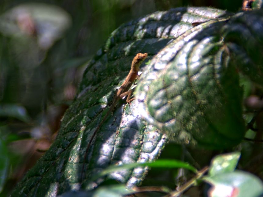 Animales de la selva peruana