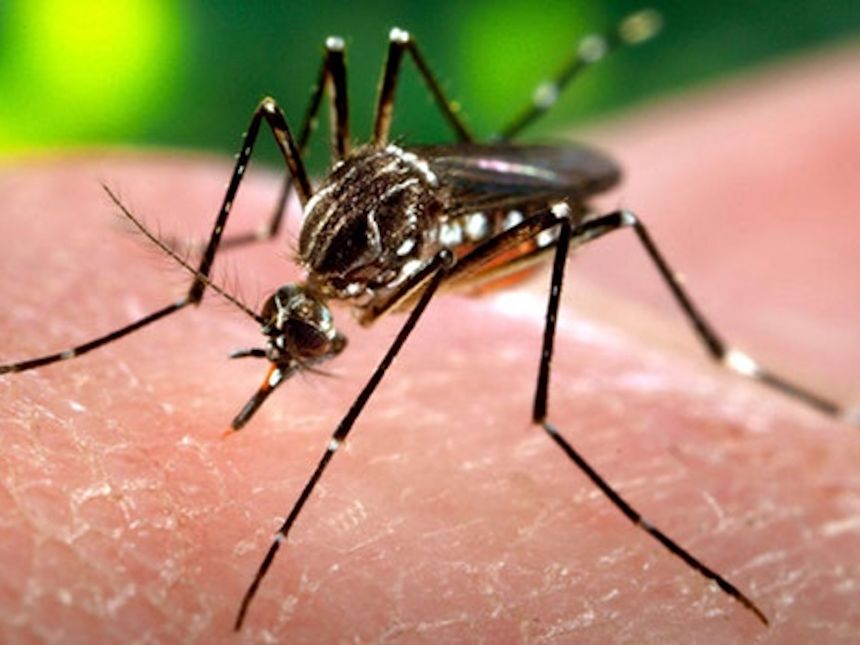 mosquito transmisor del Zika