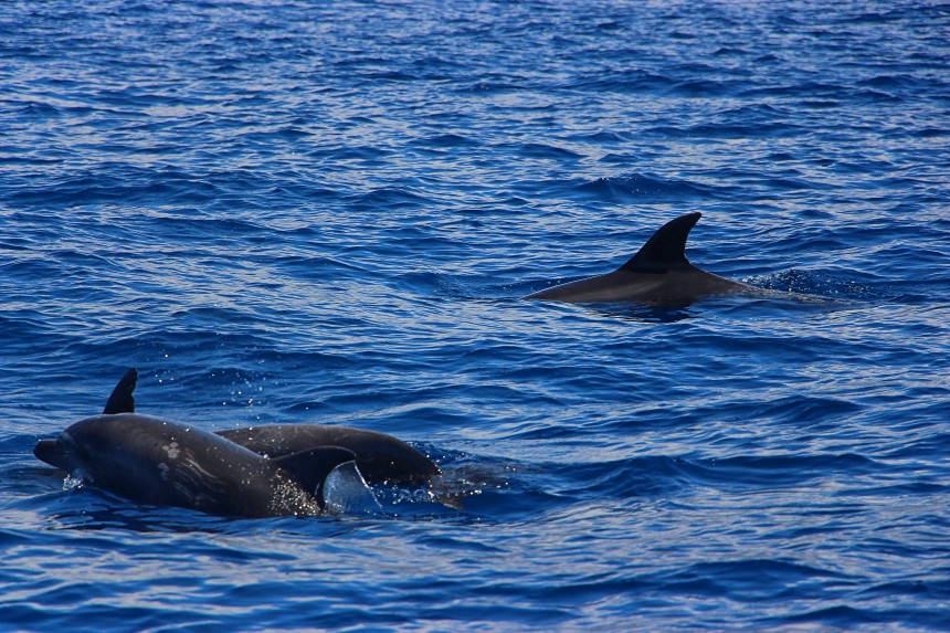 Delfines mulares nadando