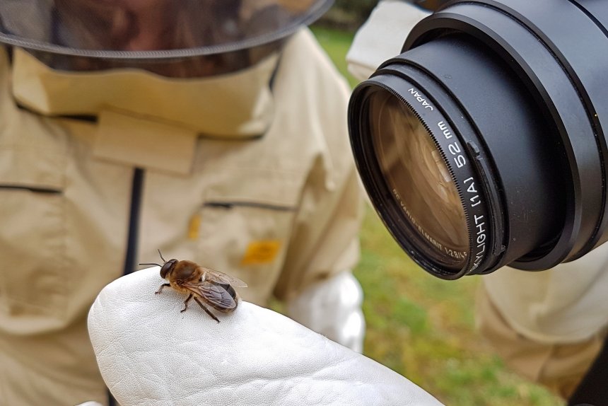 fotografiando un zángano