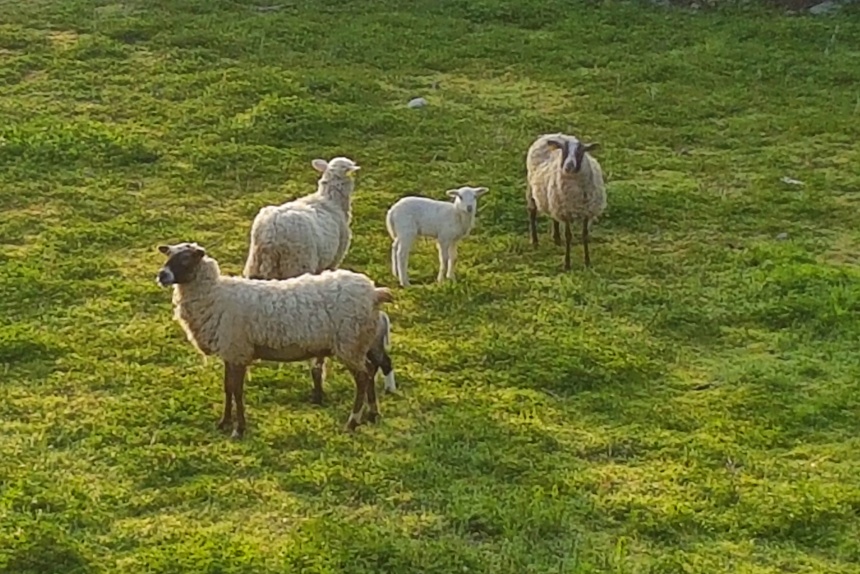 ovejas en la Sierra Norte