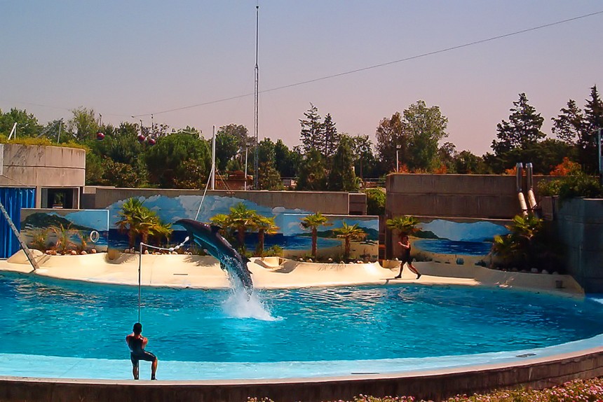 Delfines en el Zoo de Madrid