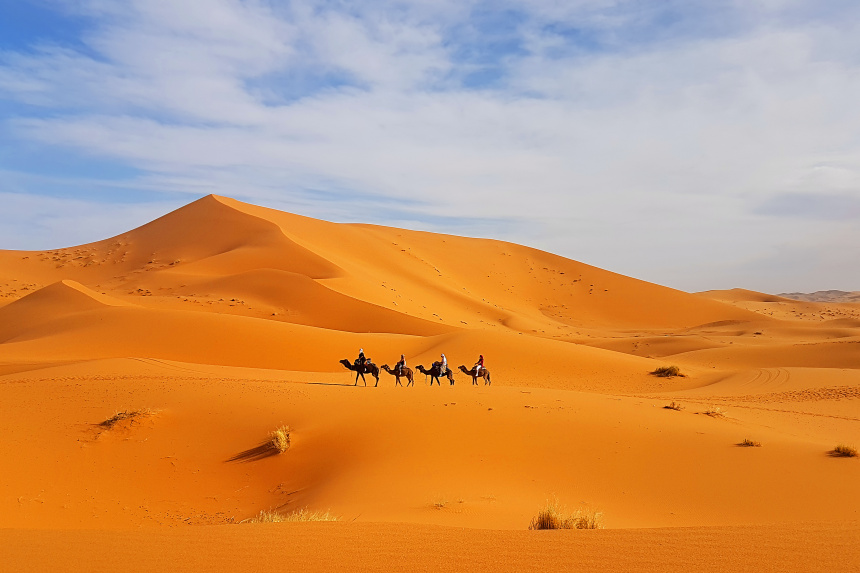 dromedarios en el desierto de Merzouga