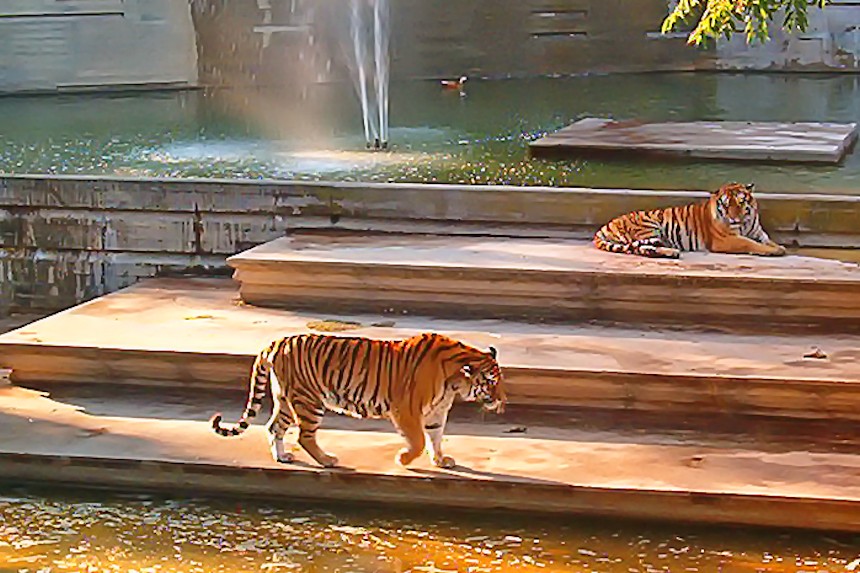 Tigres en el zoo de Madrid