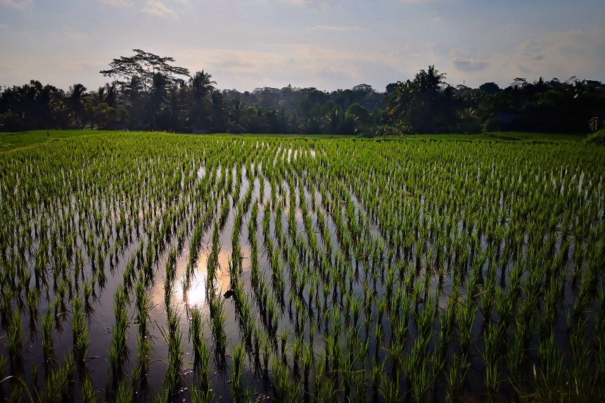 atardecer en los arrozales de Ubud