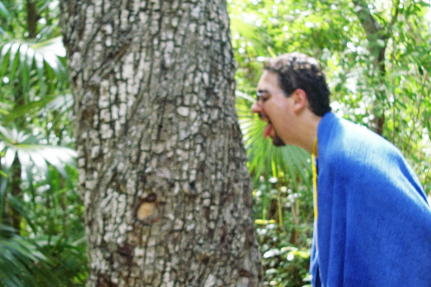 árbol del chicle