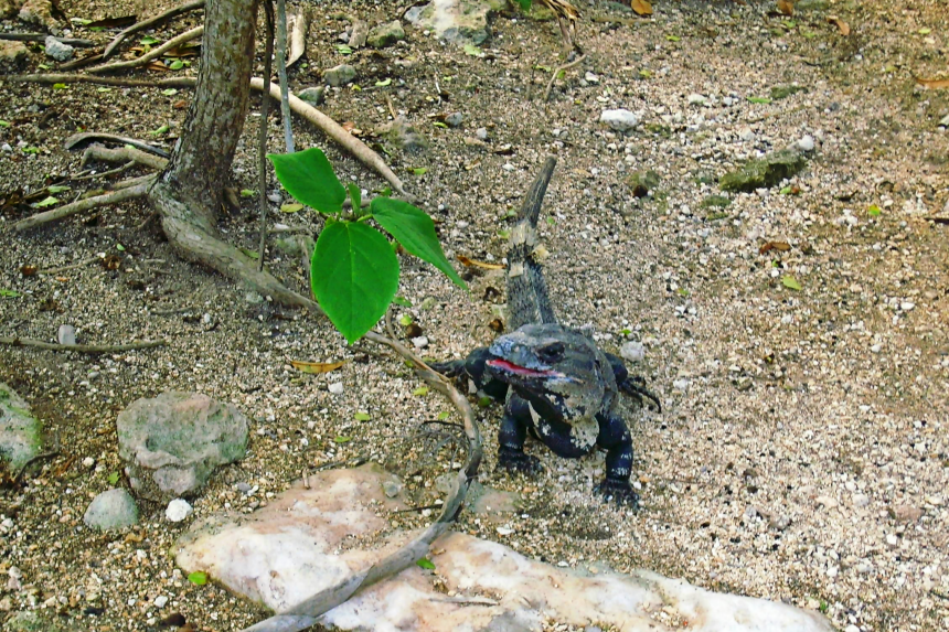 Huh, la iguana guardiana de Xel-Há