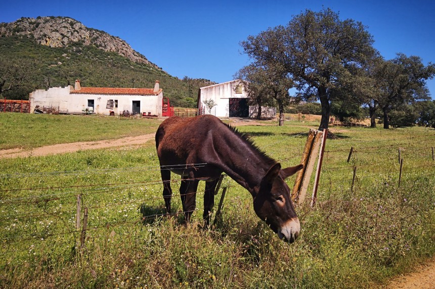 burro en a Siberia Extremeña