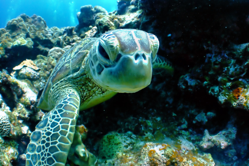 bucear con tortugas en Tenerife