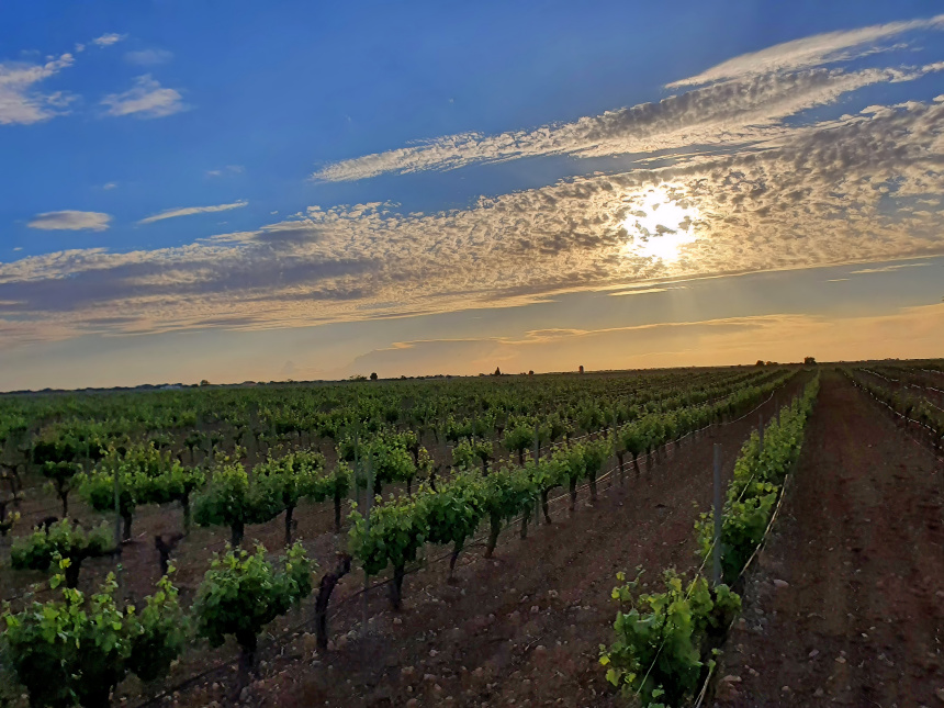 atardecer en viñedo de la Mancha