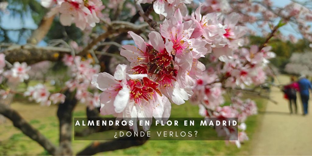 Almendros en flor en Madrid: ¿Dónde verlos?